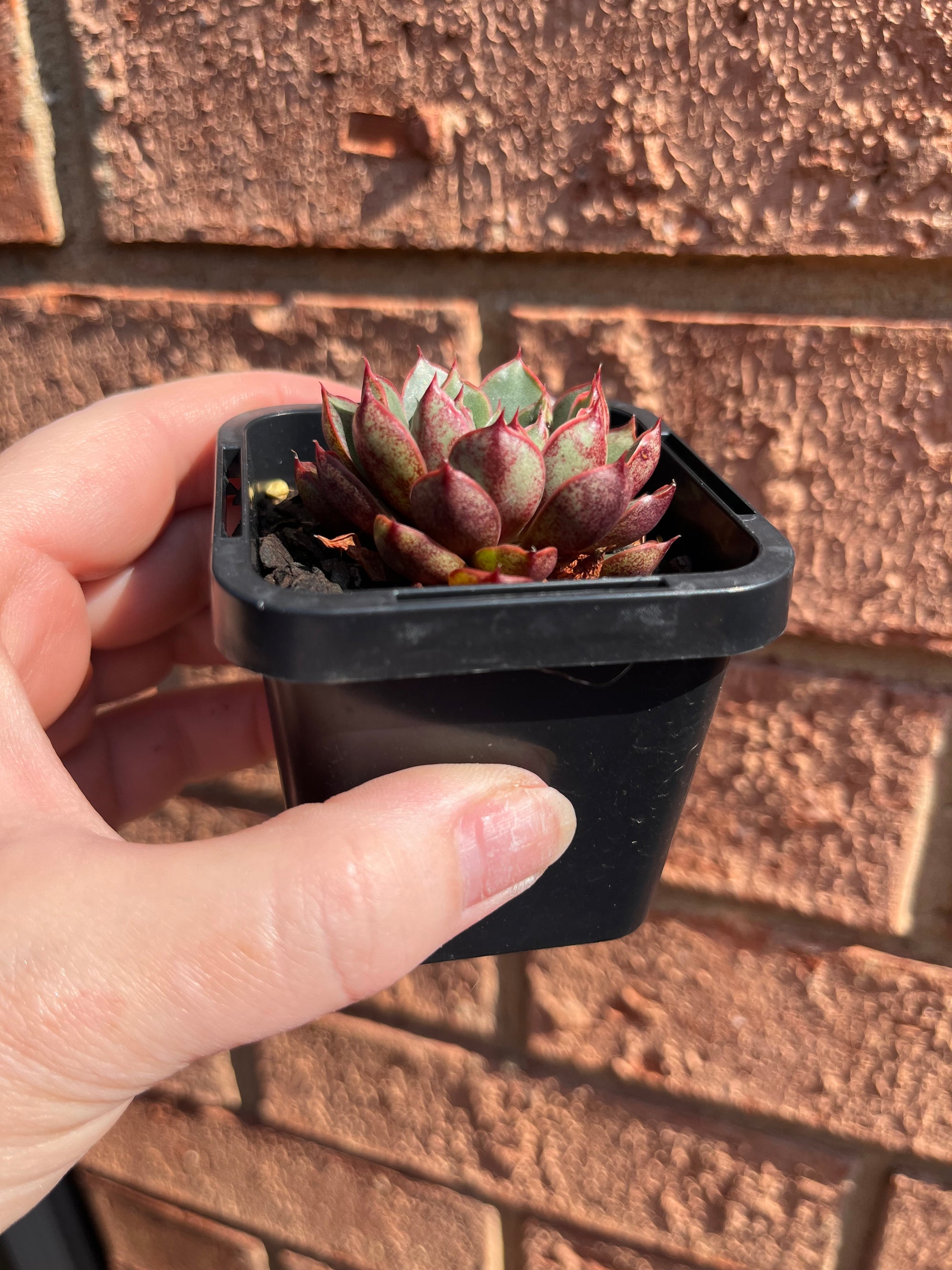 Echeveria 'Cats Eye'