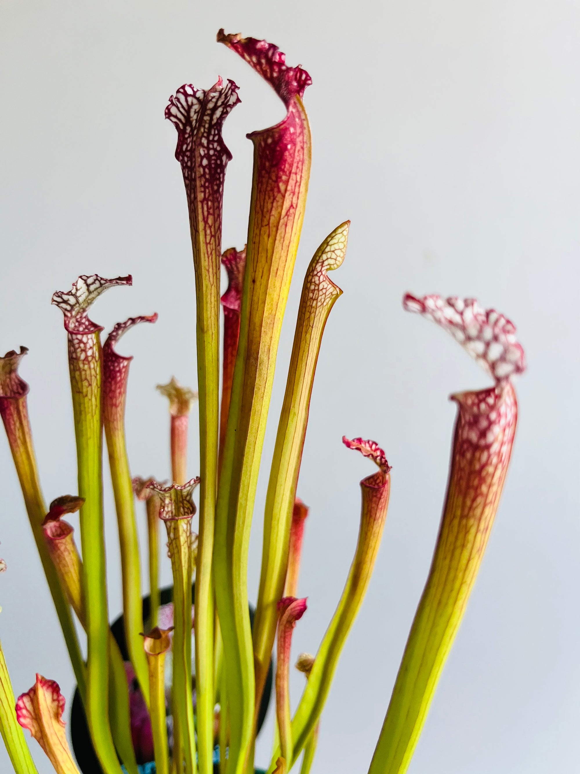 Sarracenia hybrid - Trumpet Pitcher Plant (NOID) E