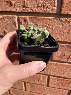 Titanopsis spp.