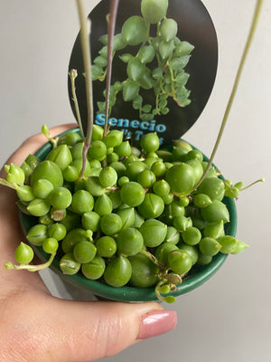 Senecio herreianus  ‘Angels Tears’