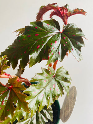 Begonia serratipetala