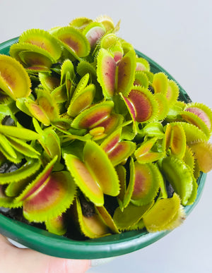 Venus Fly Trap - Dionaea muscipula 'Bristle Tooth'