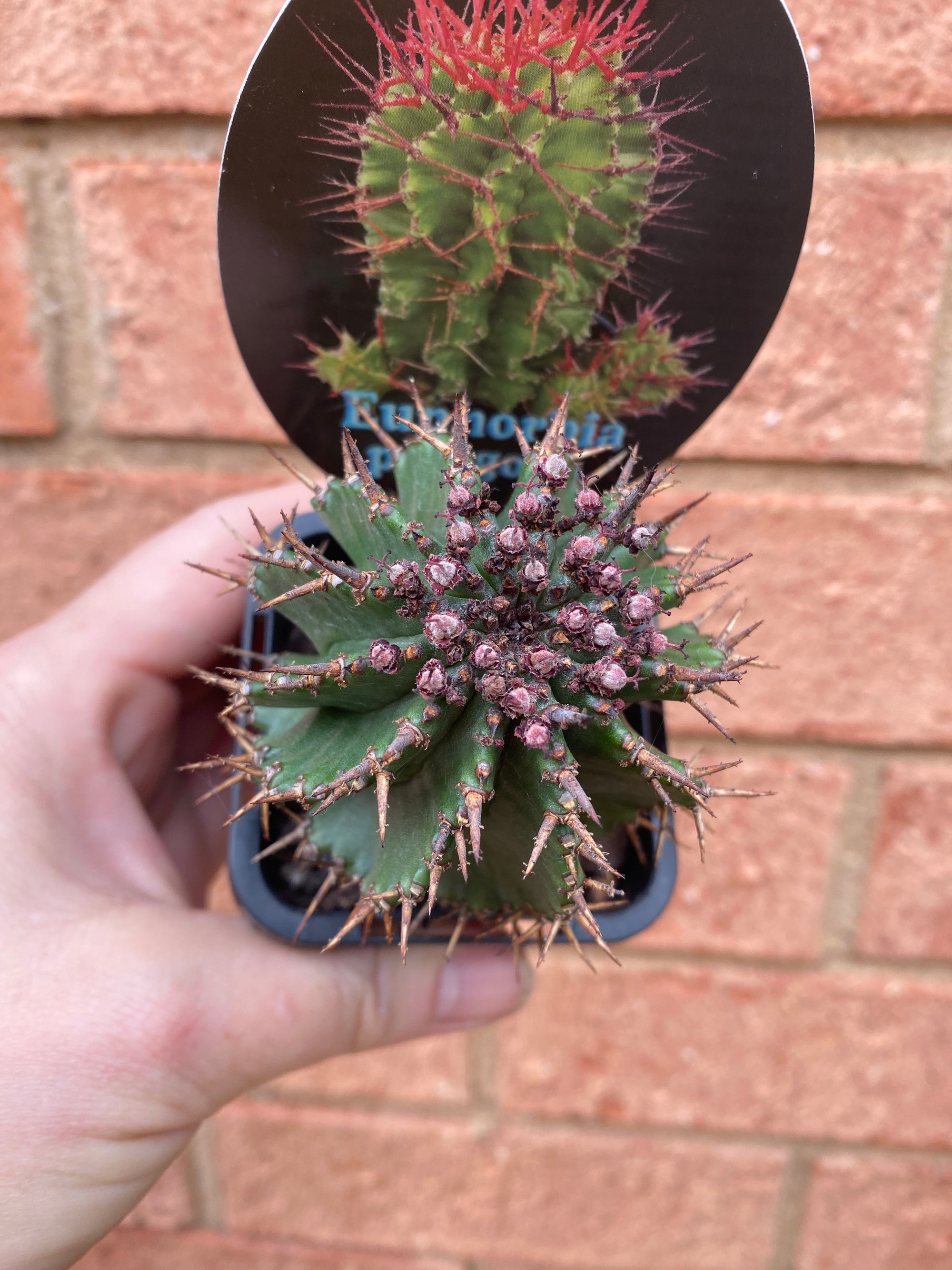 Euphorbia polygona