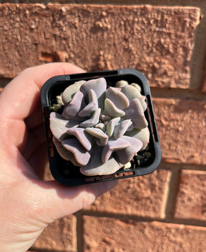 Echeveria 'Cubic Frost'