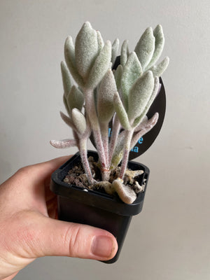 Kalanchoe eriophylla - Snow White Panda Plant