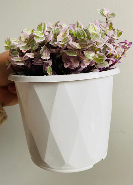 Callisia repens - Pink Panther aka Pink Lady