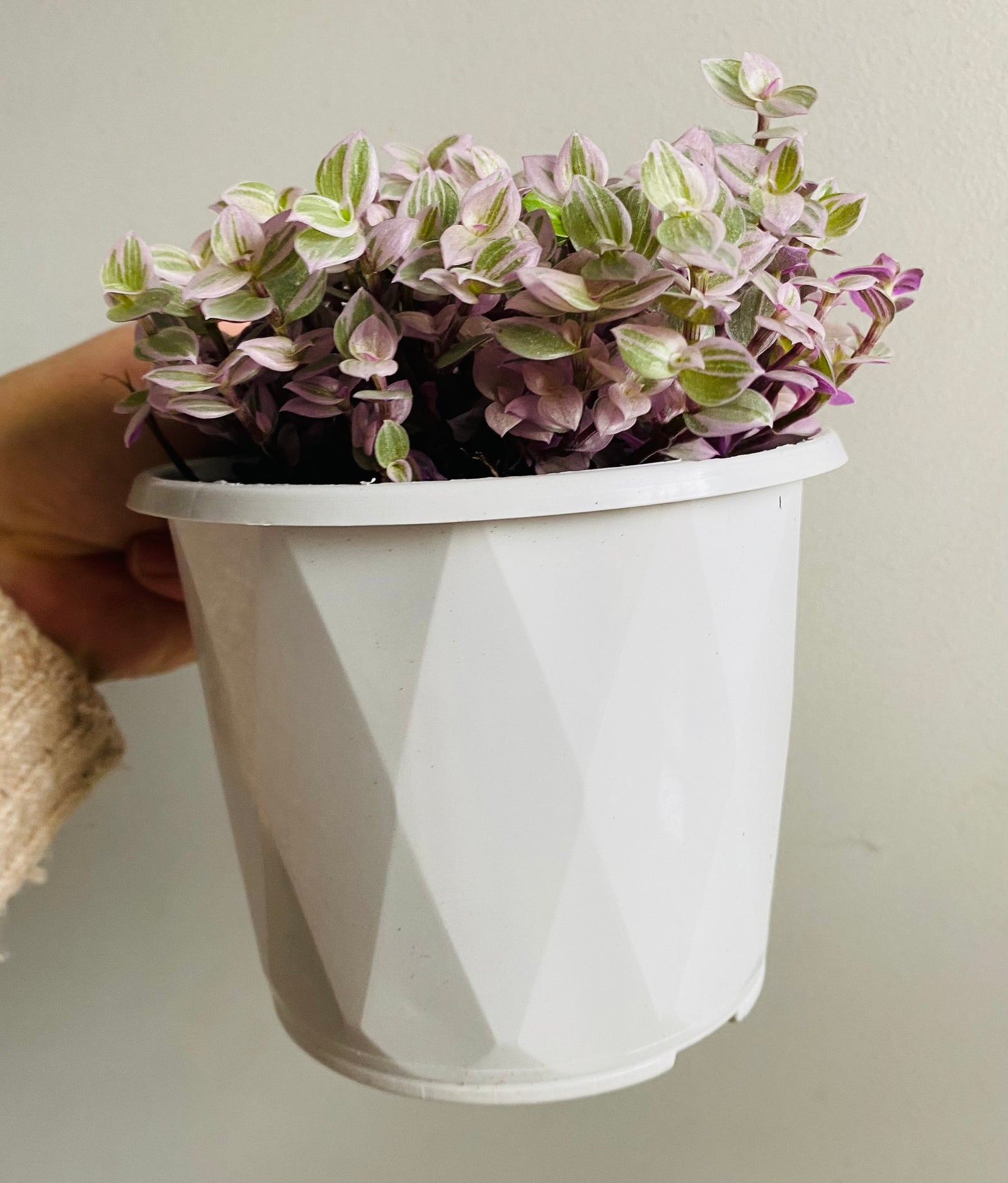 Callisia repens - Pink Panther aka Pink Lady