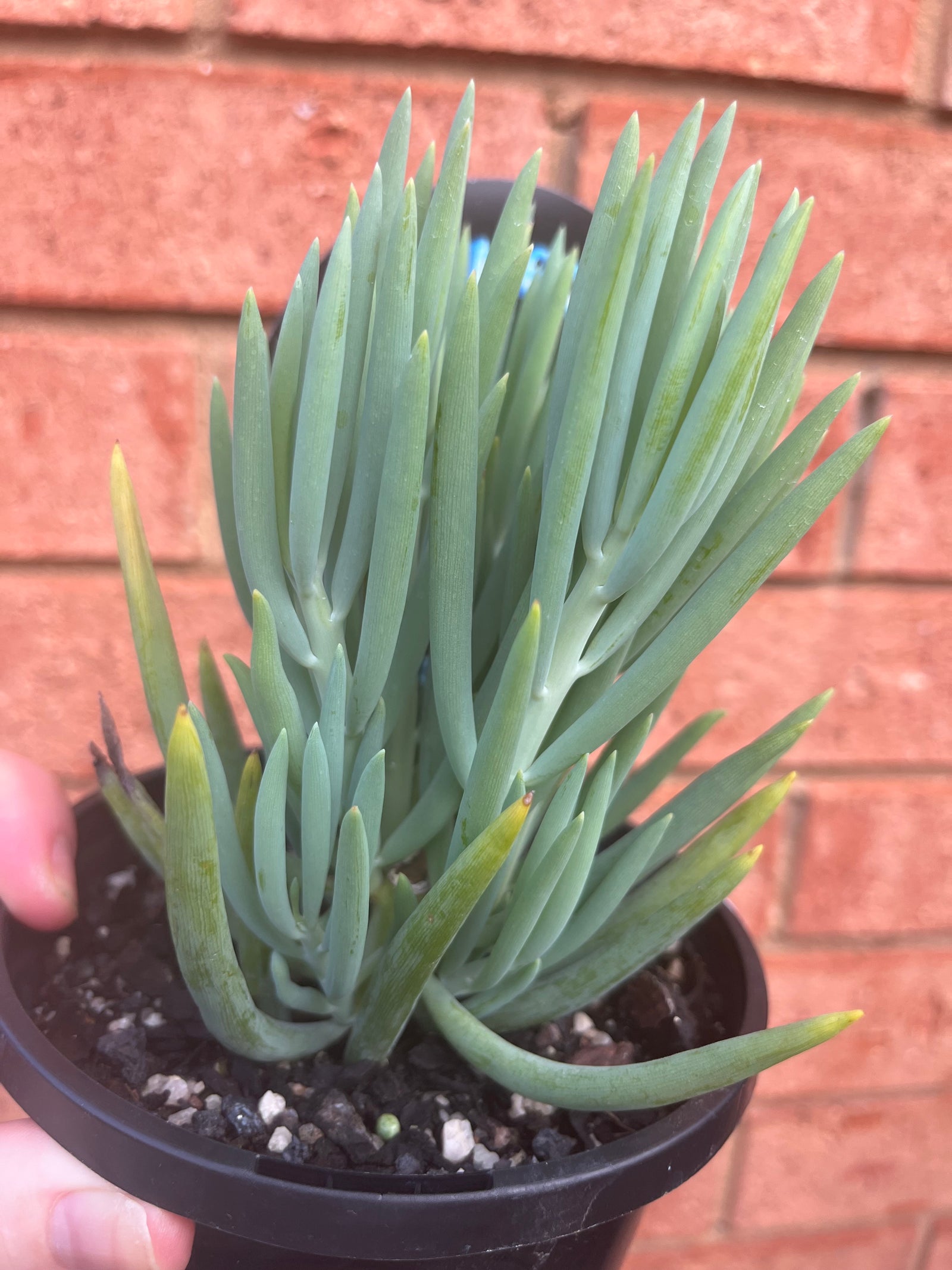 Senecio 'Nola's Pride'