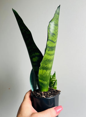 Sansevieria trifasciata hybrid