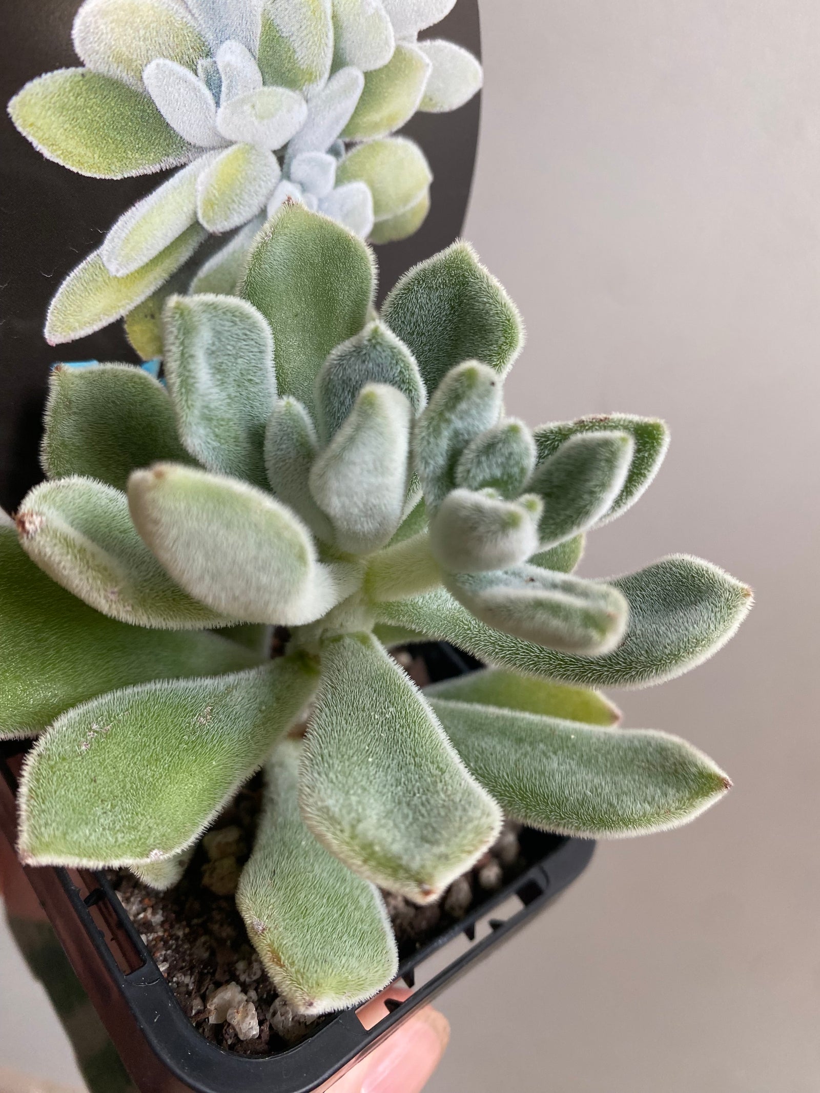 Echeveria pulvinata 'Frosty'