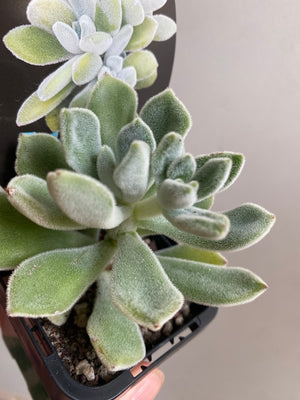 Echeveria pulvinata 'Frosty'