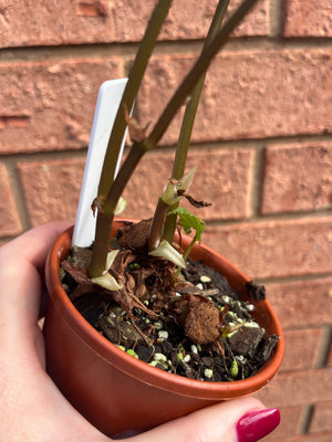 Begonia hatacoa silver