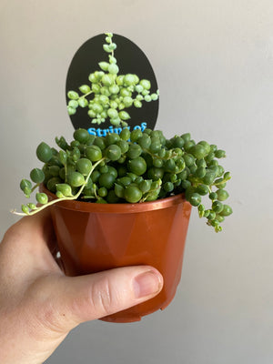 Senecio rowleyanus - String of Pearls