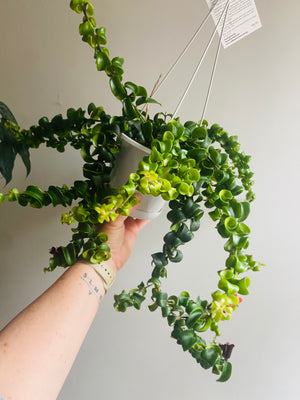 Curly Lipstick Plant (Curly) - Aeschynanthus radicans