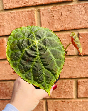 Begonia goegoensis