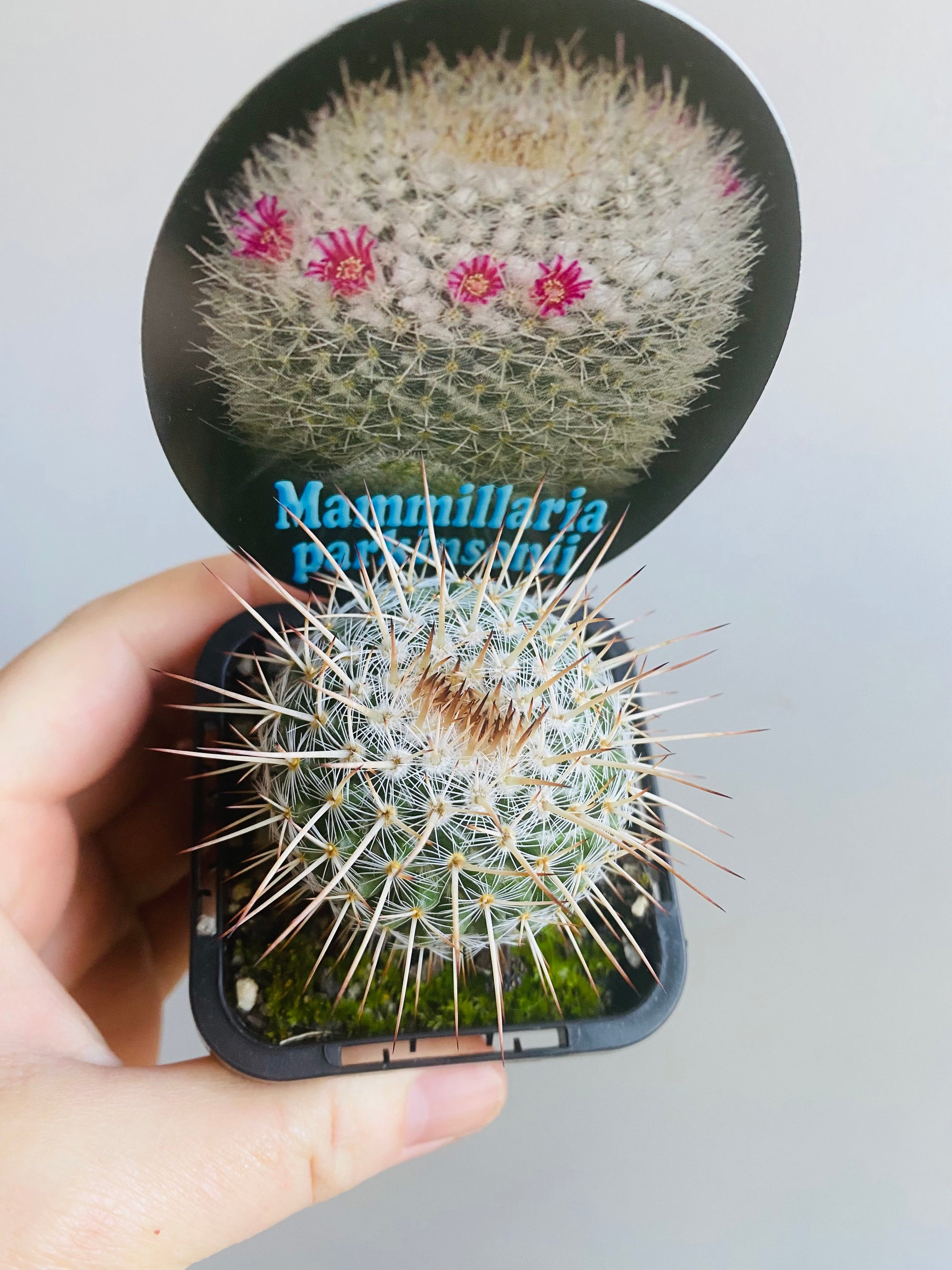 Mammillaria parkinsonii