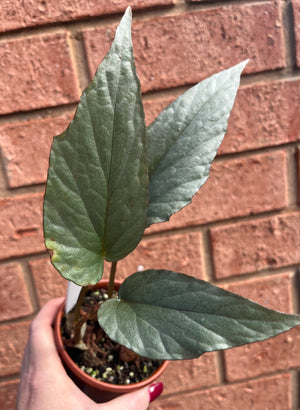 Begonia hatacoa silver