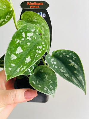 Scindapsus pictus ‘Argyraeus’ - Satin Pothos