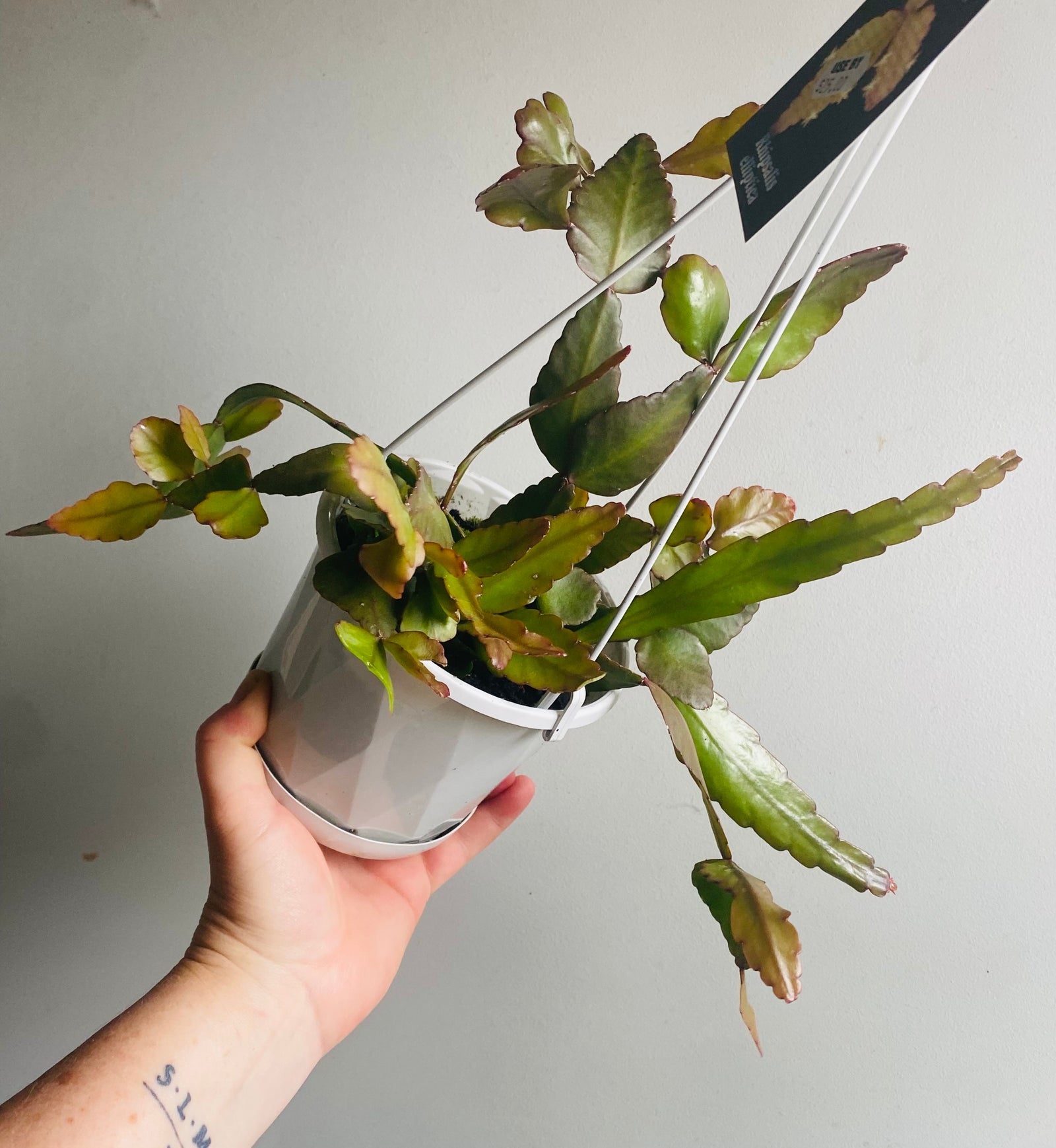 Rhipsalis Elliptica - Mistletoe Cactus Collection No. 37