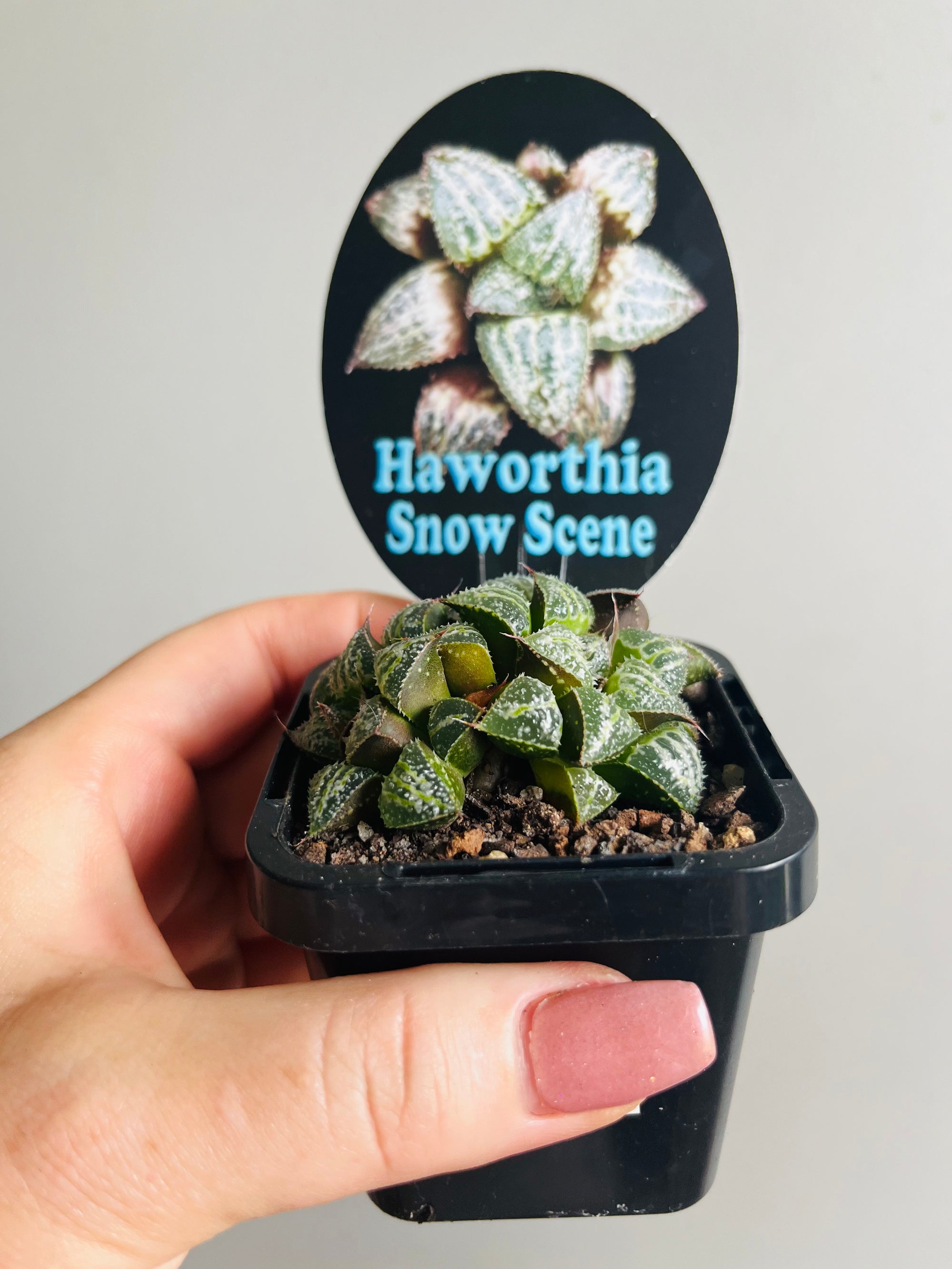 Haworthia 'Snow Scene'