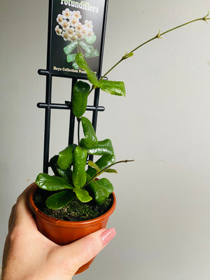 Hoya - Rotundiflora Collection No. 147