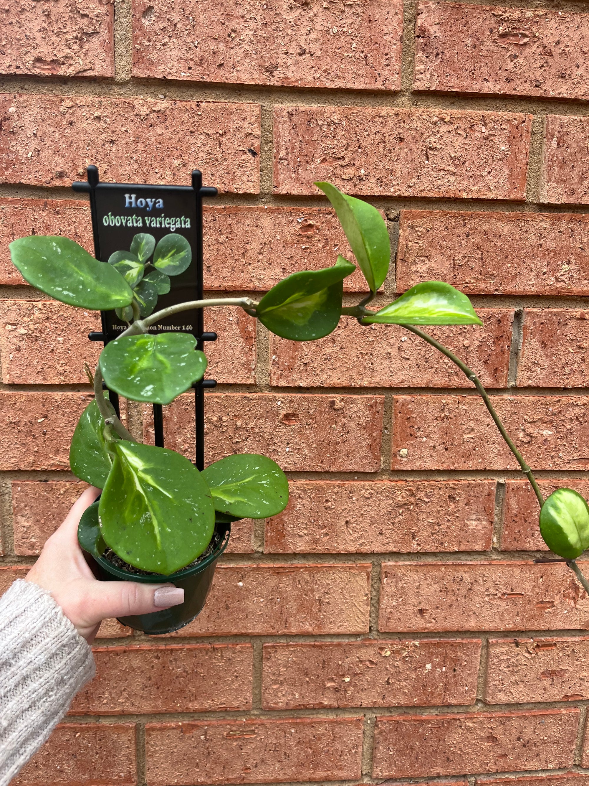 Hoya - Obovata variegata Collection No. 146
