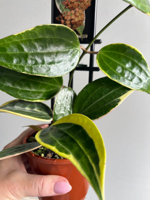 Hoya - Macrophylla 'Albomarginata' Collection No. 110