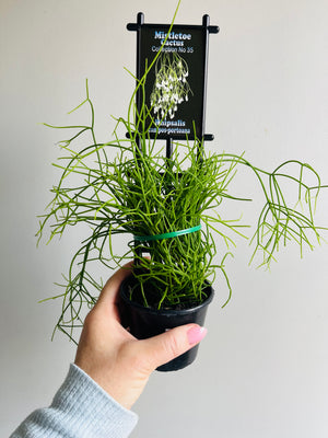 Rhipsalis Campos Portoana - Mistletoe Cactus Collection No. 35