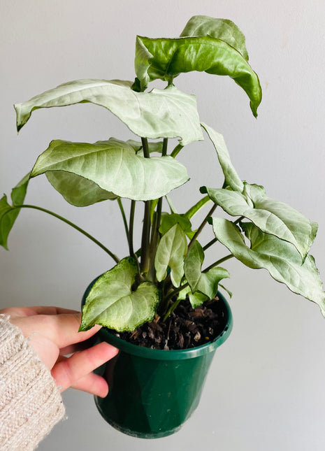Syngonium hybrid ‘Holly’