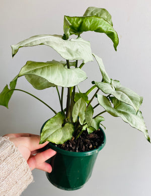 Syngonium hybrid ‘Holly’