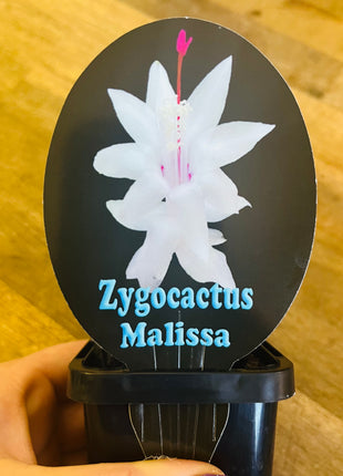 Schlumbergera Zygocactus varieties - 60mm Pot