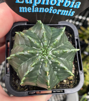 Euphorbia meloformis