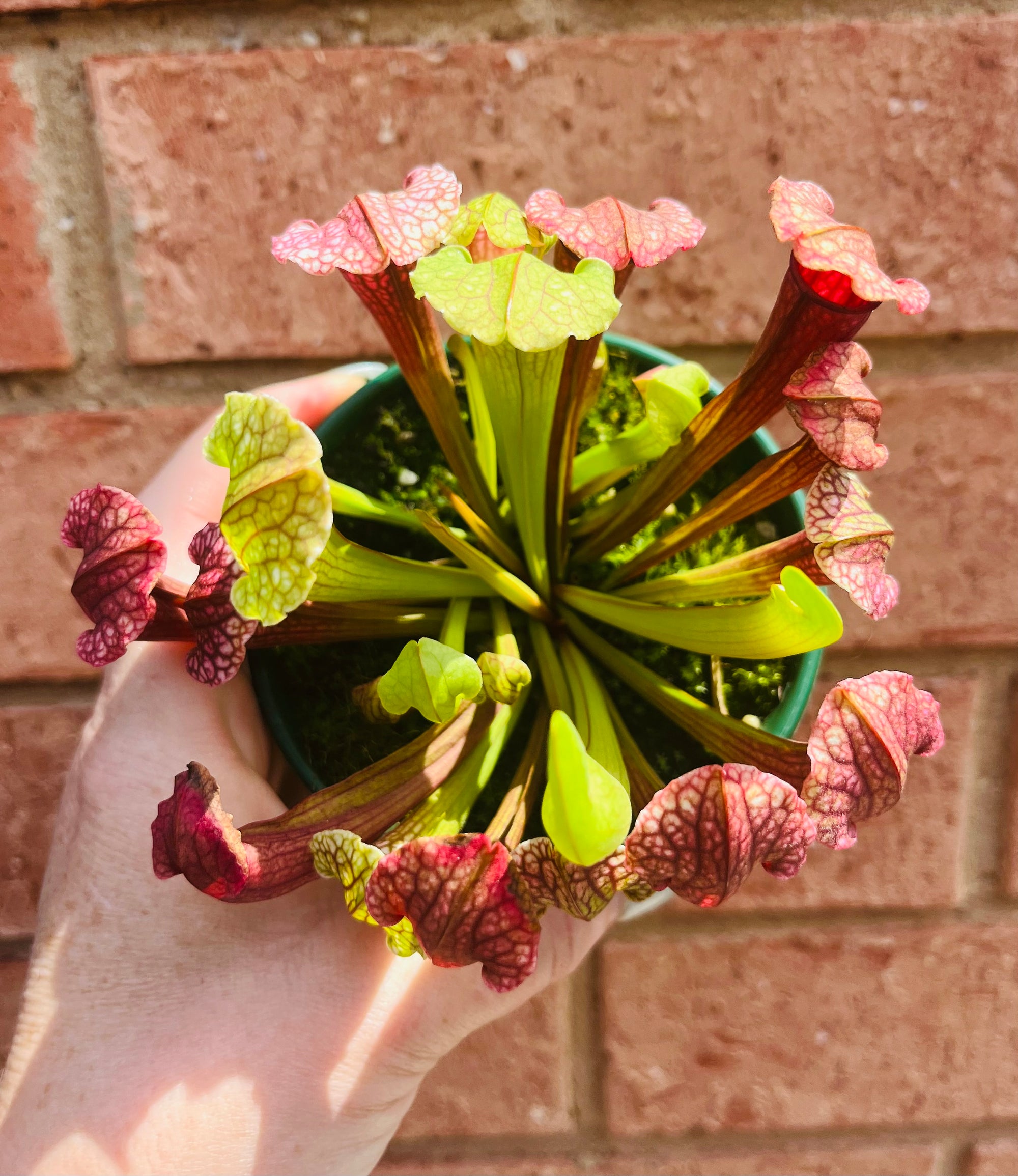 Sarracenia hybrid - Trumpet Pitcher Plant (NOID) A