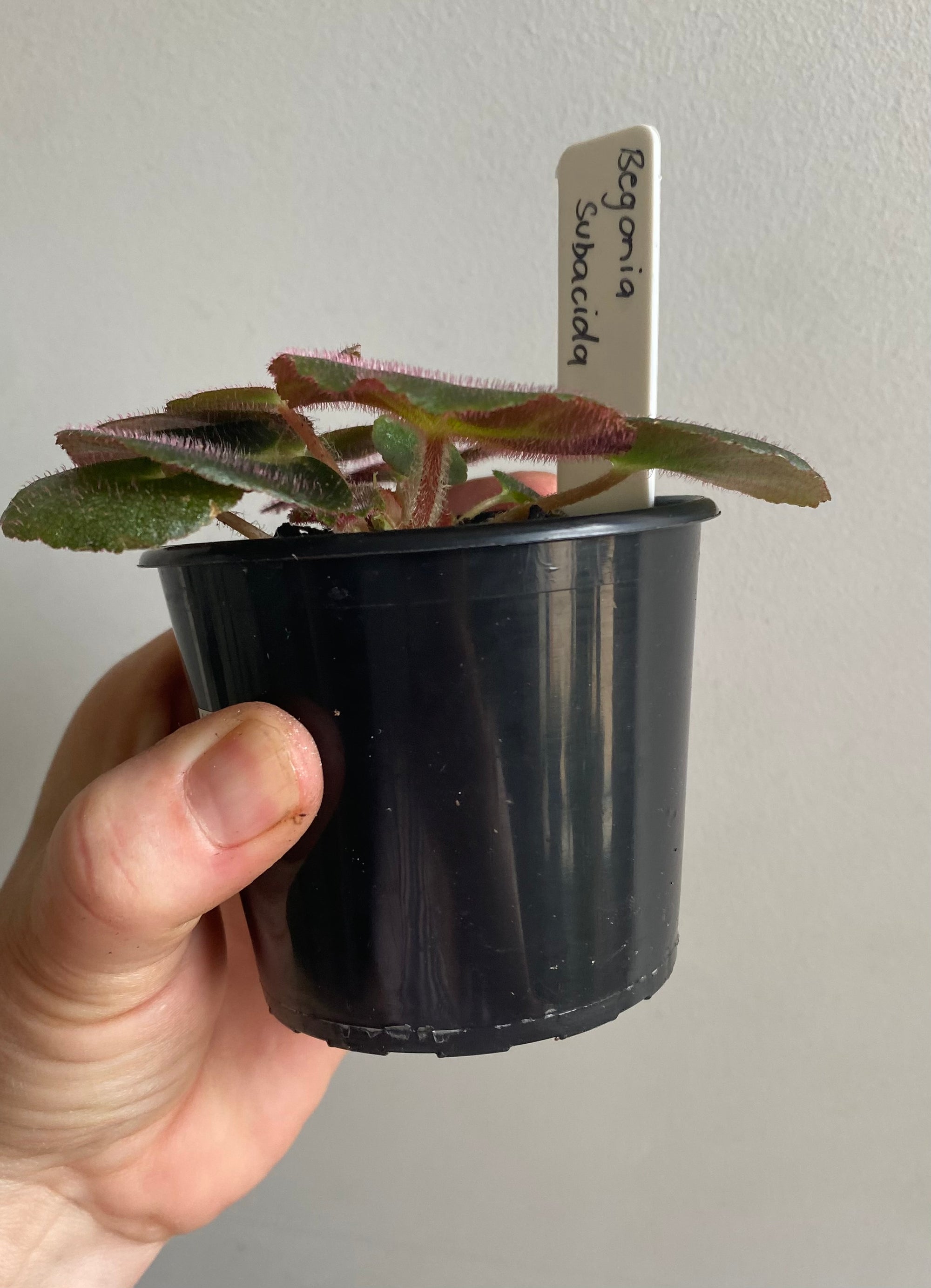 Begonia subacida