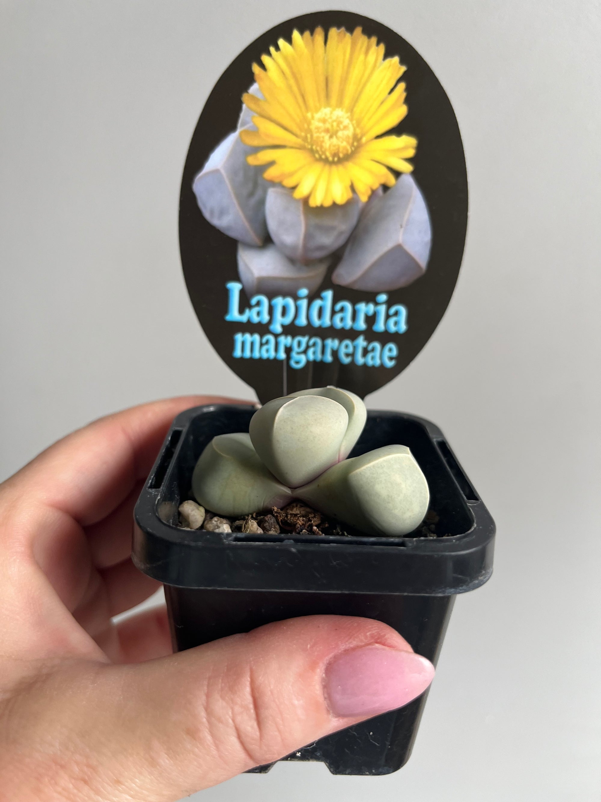 Lapidaria margaretae 'The Karoo Rose'