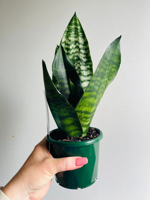 Sansevieria trifasciata hybrid