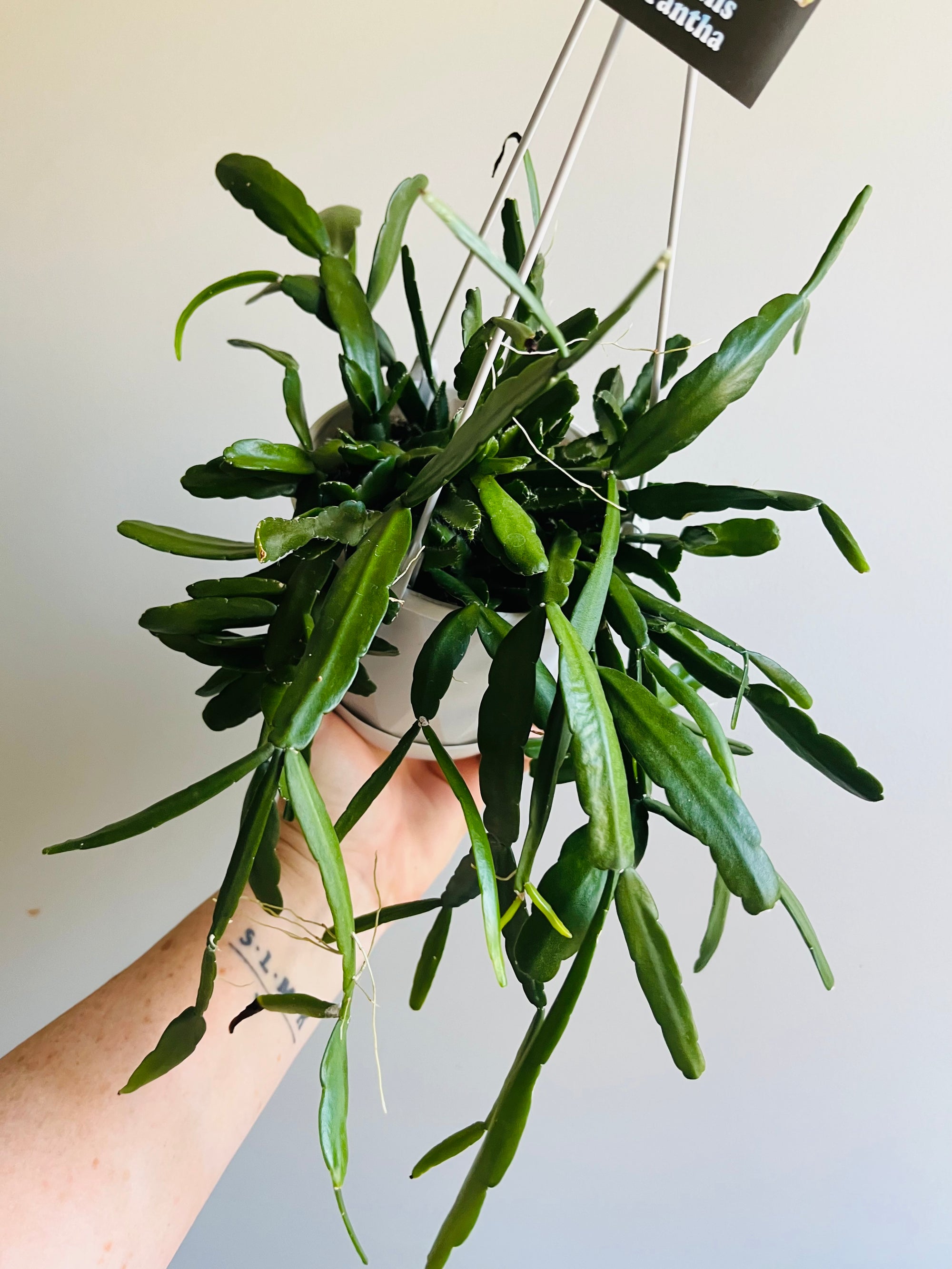 Rhipsalis Micrantha - Mistletoe Cactus Collection No. 18