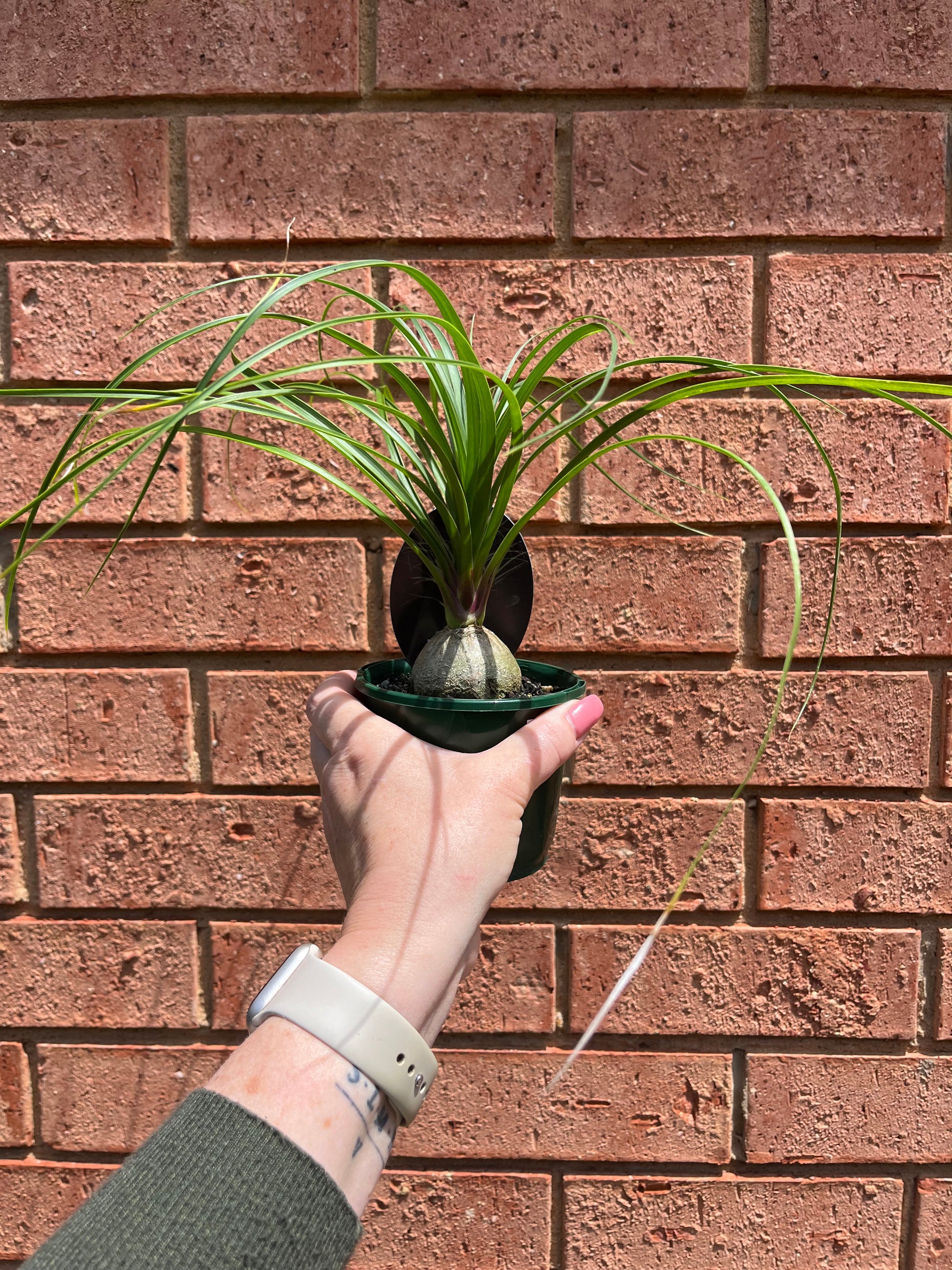 Beaucarnia recurvata 'Ponytail Palm'