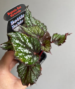 Begonia Rex hybrid (silver/green)