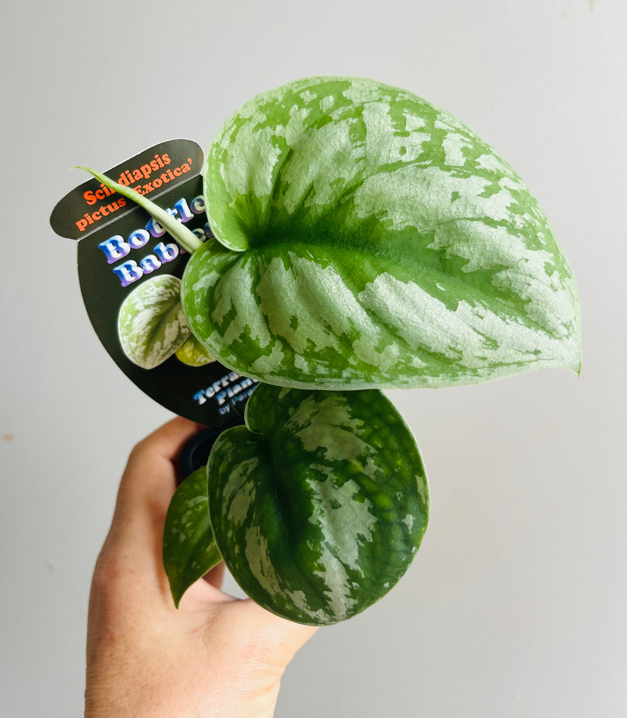 Scindapsus pictus ‘Exotica’ - Satin Pothos