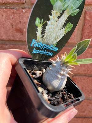 Pachypodium horombense