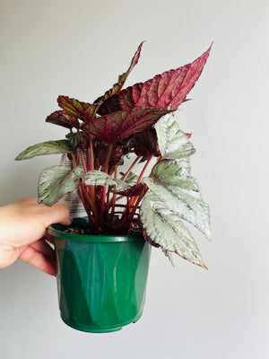 Begonia - Mini Silver