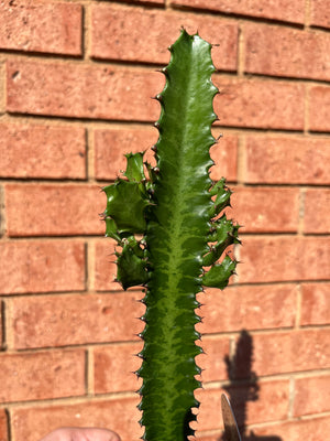 Euphorbia trigona - African Milk Tree