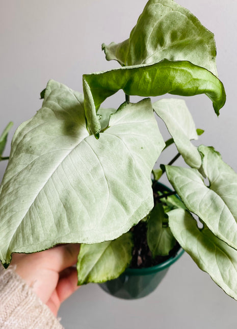 Syngonium hybrid ‘Holly’