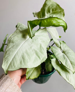 Syngonium hybrid ‘Holly’