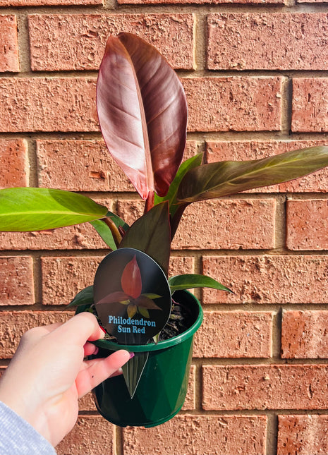 Philodendron ‘Red Sun’