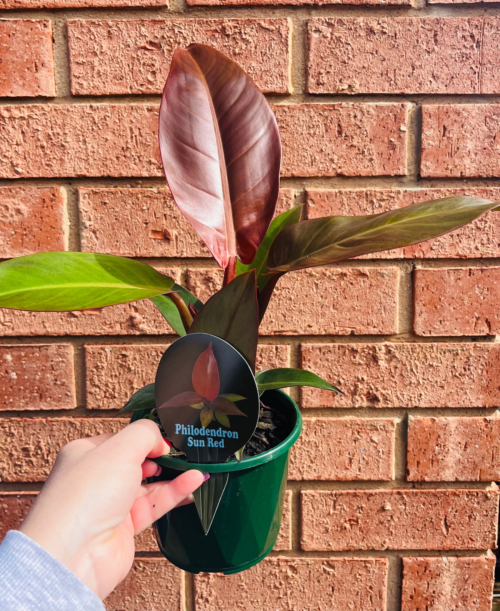 Philodendron ‘Red Sun’