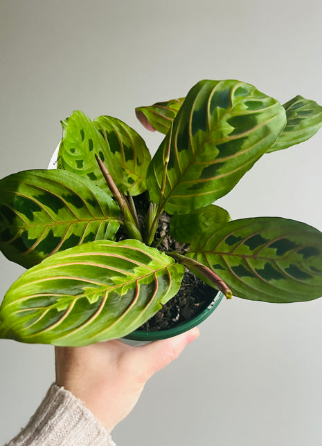 Maranta Leuconeura - Red Vein Prayer Plant
