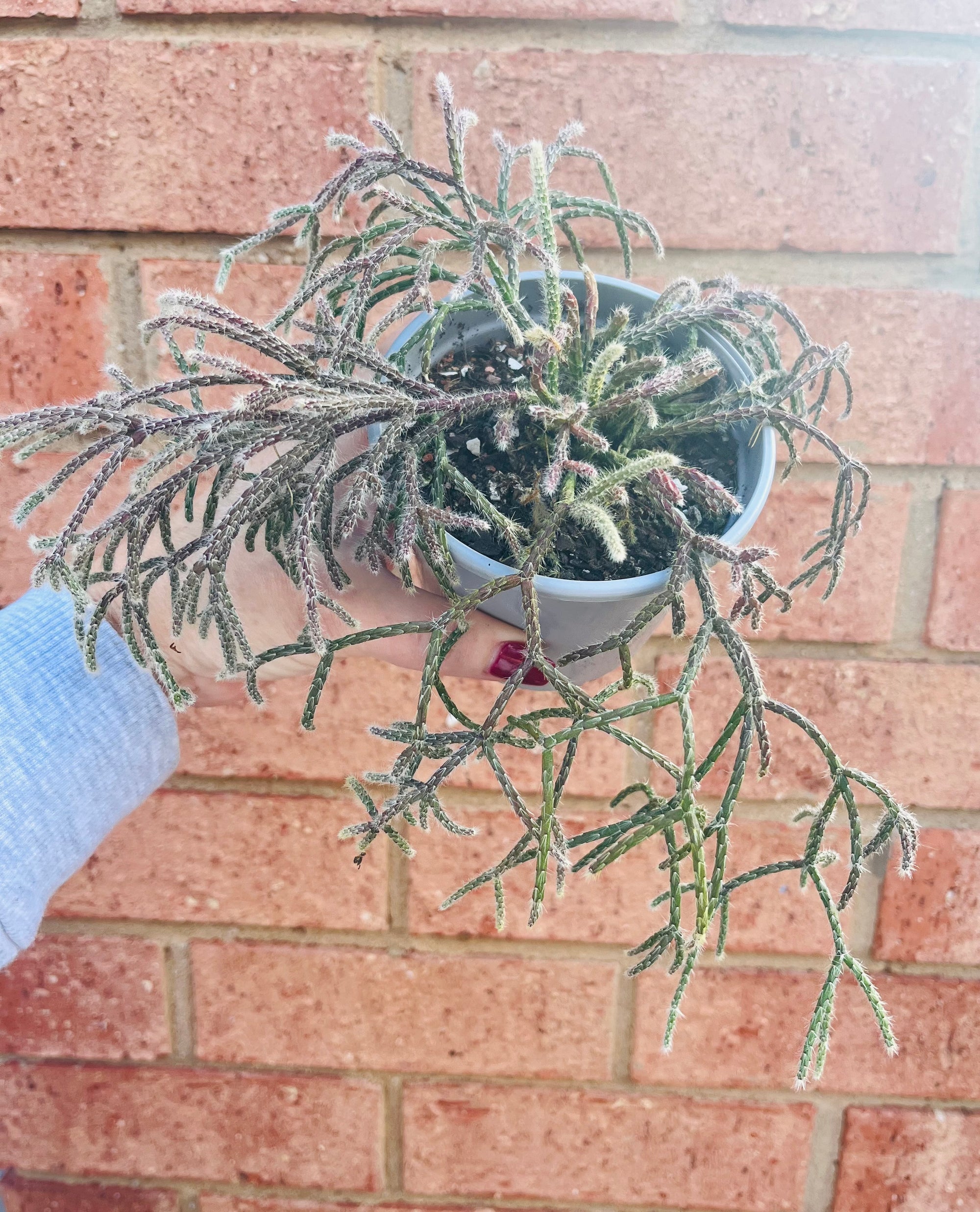 Rhipsalis Pilocarpa - Mistletoe Cactus Collection No. 24