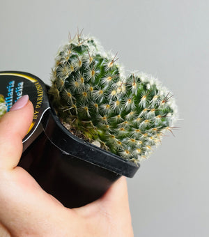 Mammillaria microhelia 'crested'